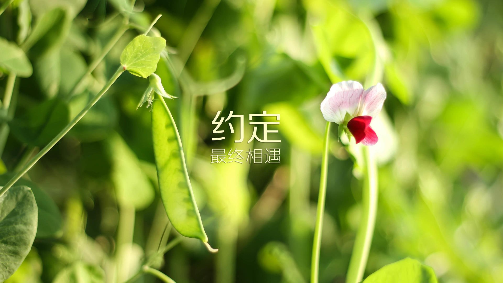 法国_击败威尔士 豪取欧预赛小组第一，法国对威尔斯