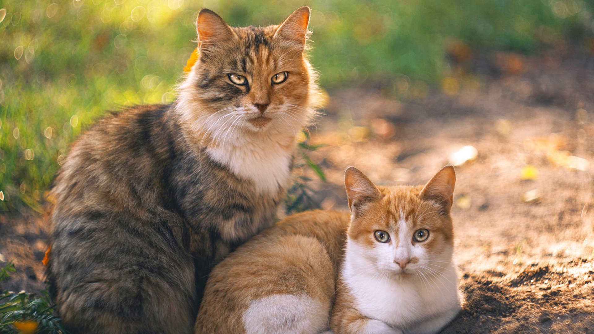 乐鱼体育(中国)官方网站-CBA赛季多场比赛悬念迭起，cba本赛季赛制