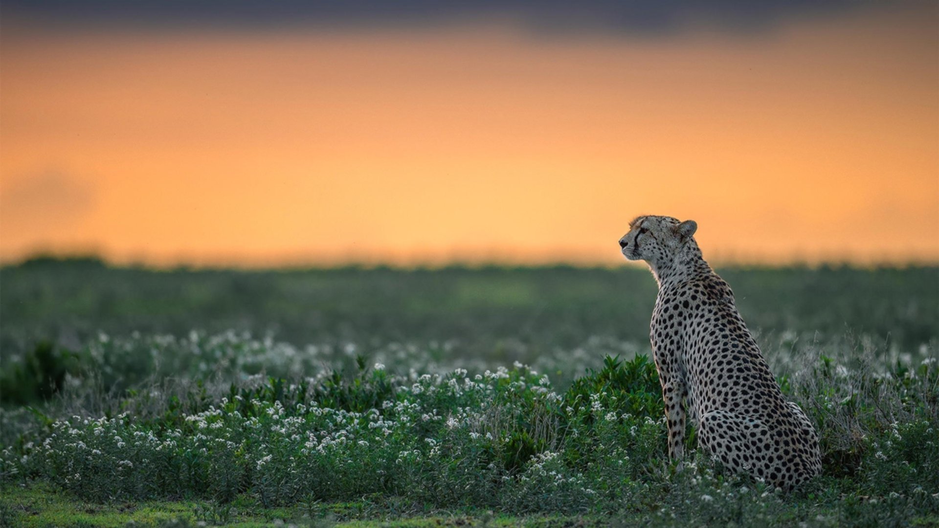CBA赛季多场比赛悬念迭起，cba本赛季赛制