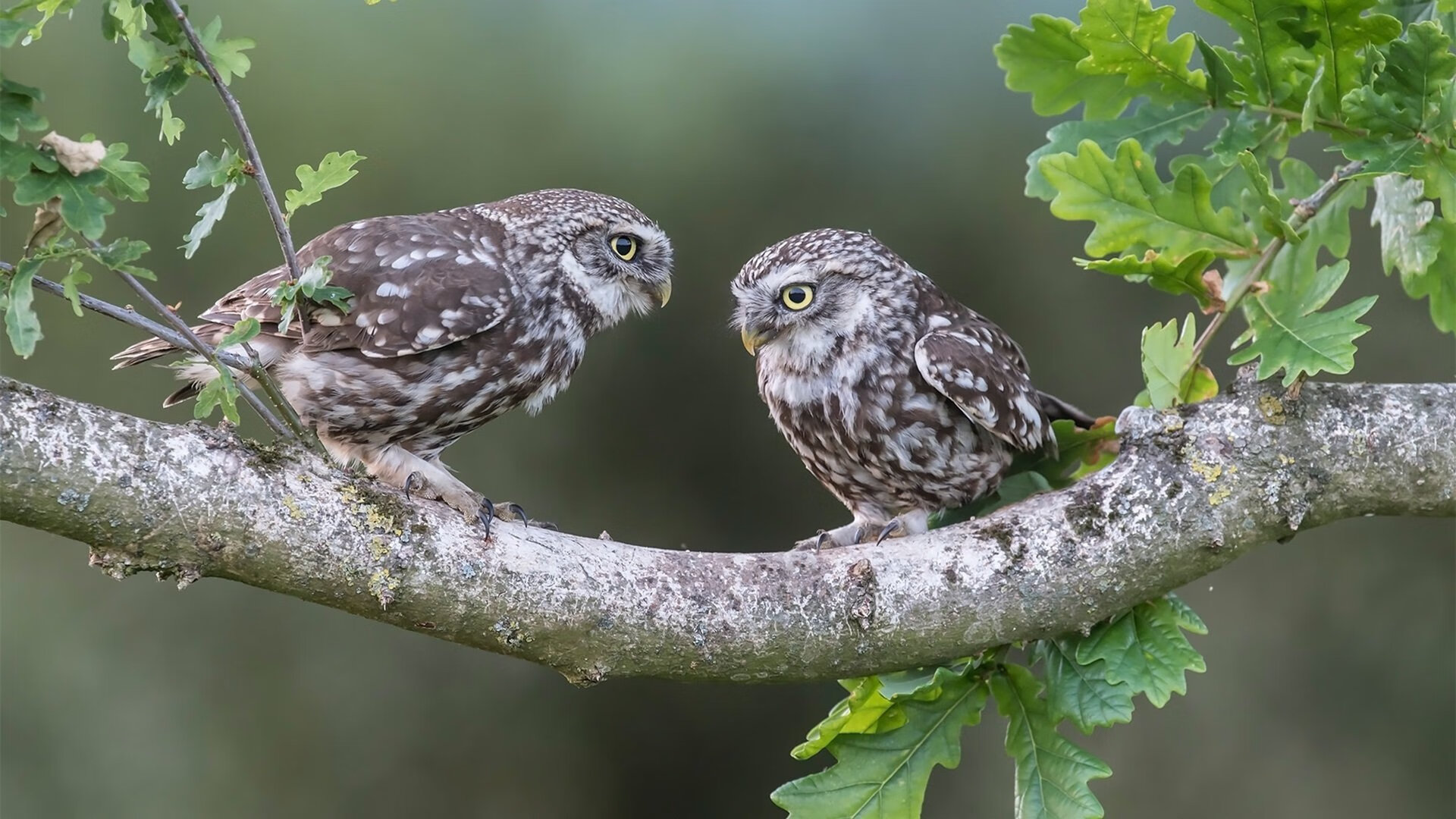 五大联赛土豪俱乐部引援理念与执行差异分析,五大联赛球队赞助商