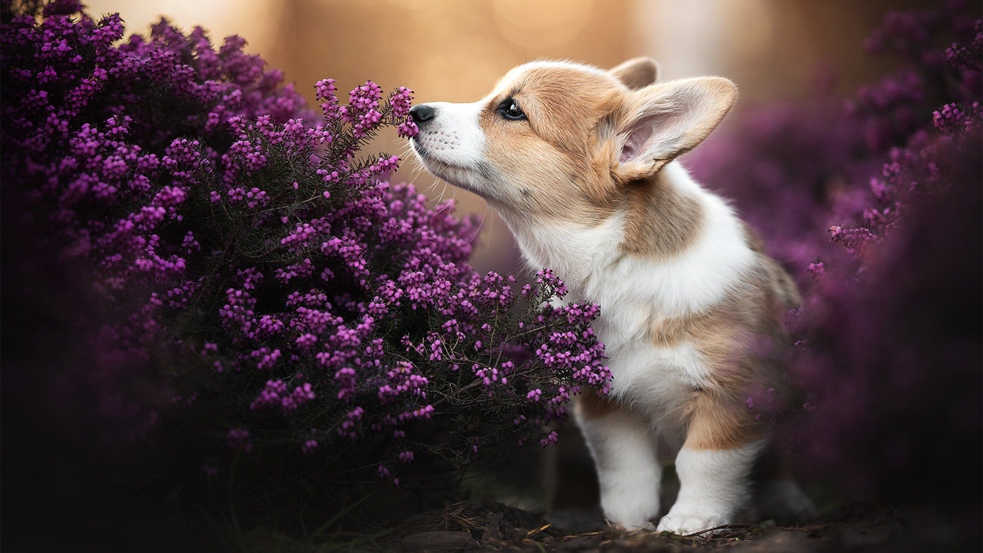 乐鱼电竞在线平台-国家队核心更替缺乏连贯规划，国家队核心更替缺乏连贯规划的原因