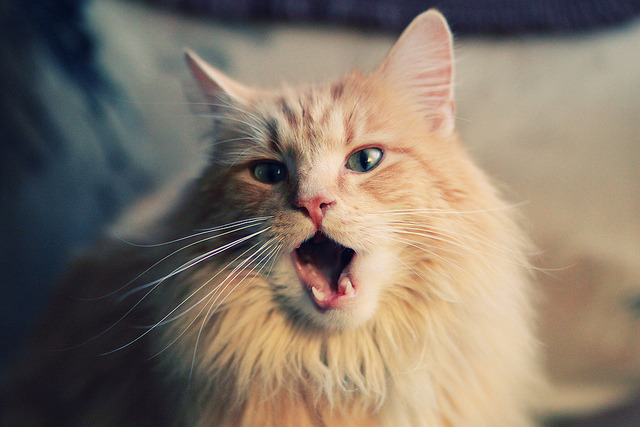 埃及队在2024年世界杯的突破性表现与技术进步，埃及参加世界杯