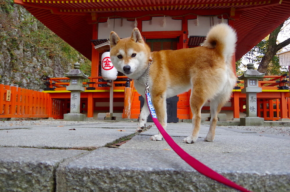 乐鱼官方登录入口-比赛战术板数字化引发教练热议，战术板app足球