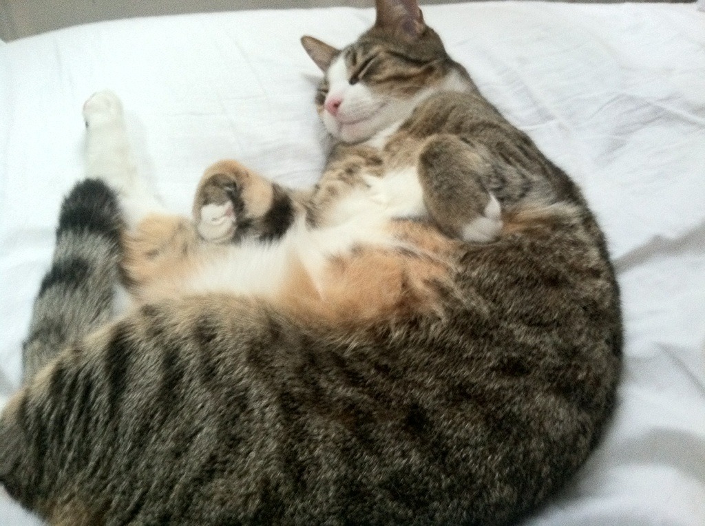 乐鱼娱乐app-德甲最燃瞬间：一脚世界波震撼全场，德甲第一