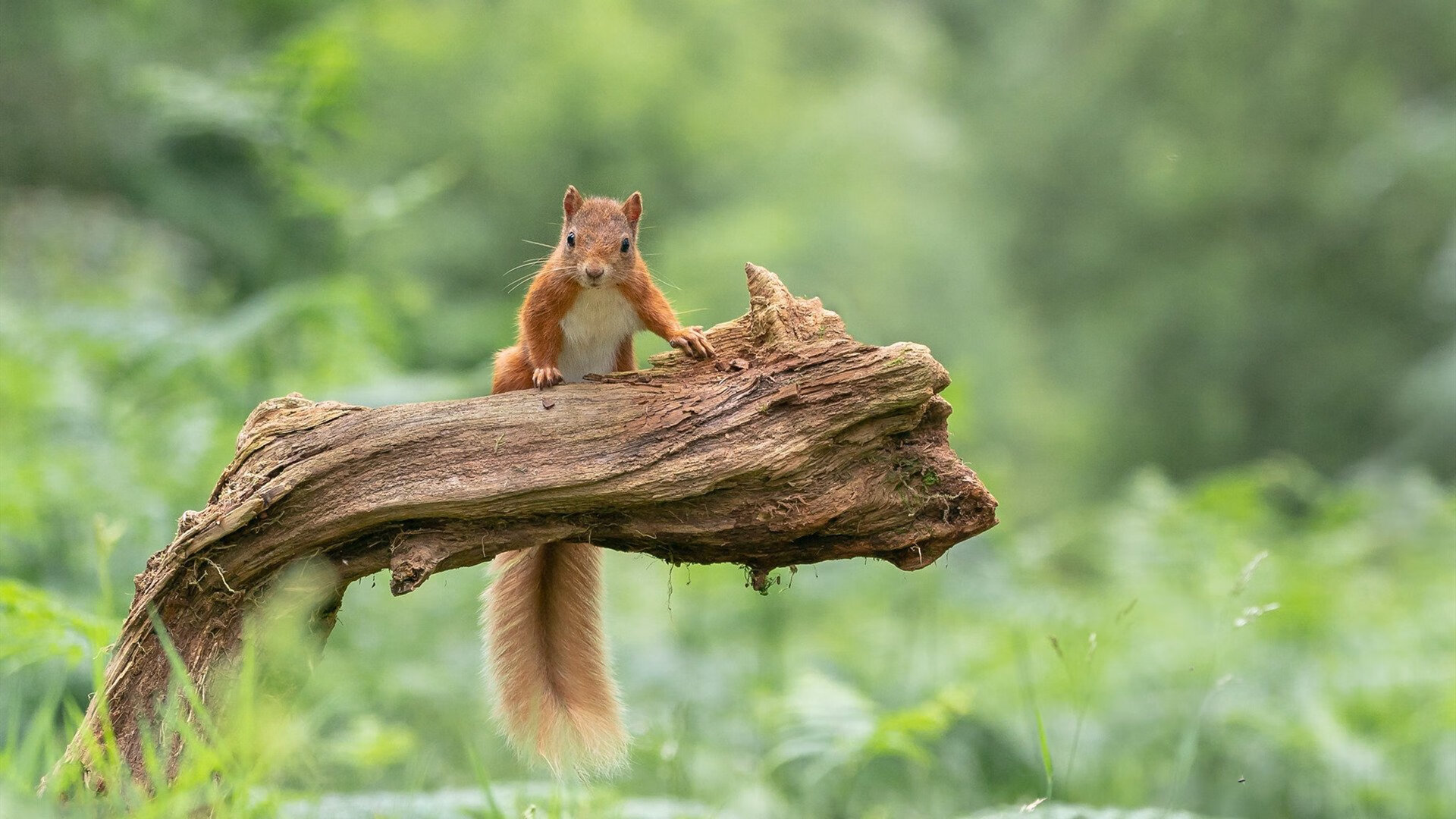 乐鱼（中国）体育官方网站-美洲杯豪门纷争：攻守转换的精彩瞬间